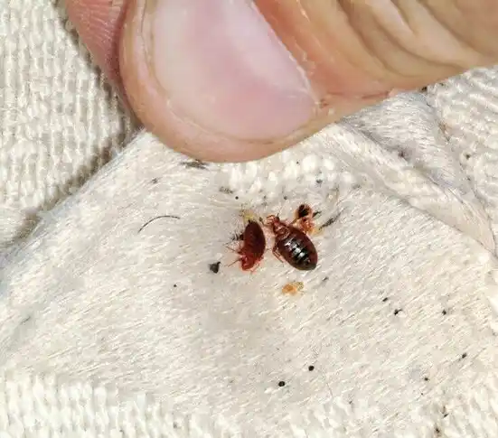 pest control Lynn